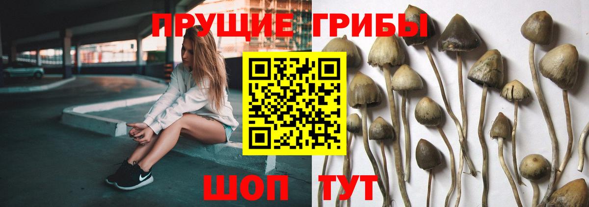 Псилоцибиновые грибы Cubensis  Вход с VPN  Омск 